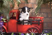 Erin, a female Pembroke Welsh Corgi for sale in Lubbock, TX – Photo 4 of 5