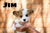 Jim, a male Pembroke Welsh Corgi for sale in Lubbock, TX – Photo 4 of 5