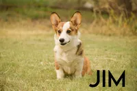 Jim, a male Pembroke Welsh Corgi for sale in Lubbock, TX – Photo 1 of 5