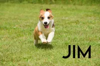 Jim, a male Pembroke Welsh Corgi for sale in Lubbock, TX – Photo 2 of 5