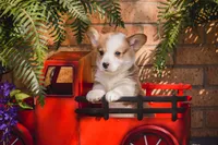 Jim, a male Pembroke Welsh Corgi for sale in Lubbock, TX – Photo 3 of 5