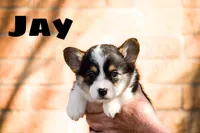 Jay, a male Pembroke Welsh Corgi for sale in Lubbock, TX – Photo 4 of 5