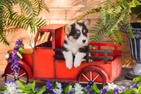 Jay, a male Pembroke Welsh Corgi for sale in Lubbock, TX – Photo 3 of 5