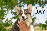 Jay, a male Pembroke Welsh Corgi for sale in Lubbock, TX – Photo 2 of 5