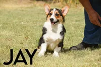 Jay, a male Pembroke Welsh Corgi for sale in Lubbock, TX – Photo 1 of 5