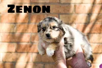 Zenon, a female Australian Shepherd for sale in Lubbock, TX – Photo 4 of 5