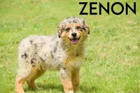 Zenon, a female Australian Shepherd for sale in Lubbock, TX – Photo 2 of 5