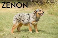Zenon, a female Australian Shepherd for sale in Lubbock, TX – Photo 1 of 5