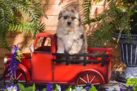 Zenon, a female Australian Shepherd for sale in Lubbock, TX – Photo 3 of 5