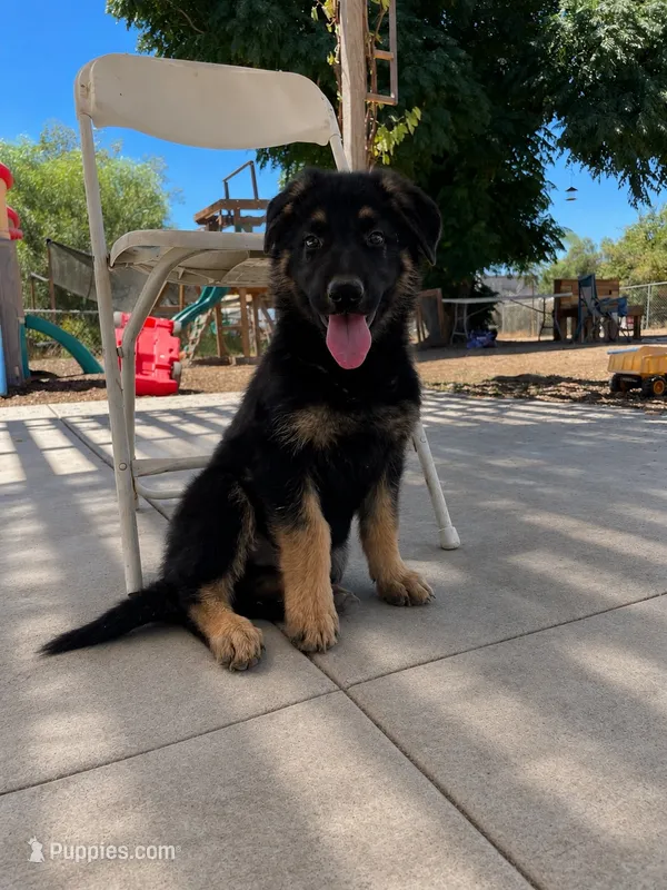 Blue Boy – German Shepherd Dog puppy for sale in Menifee, CA