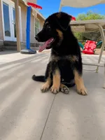 Blue Boy, a male German Shepherd Dog for sale in Menifee, CA – 2 of 7
