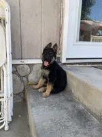Orange Girl, a female German Shepherd Dog for sale in Menifee, CA – 2 of 2