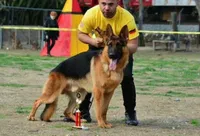 Blue Boy, a male German Shepherd Dog for sale in Menifee, CA – 4 of 7