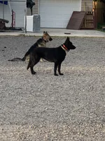 Lova, a female German Shepherd Dog for sale in Menifee, CA – 1 of 1
