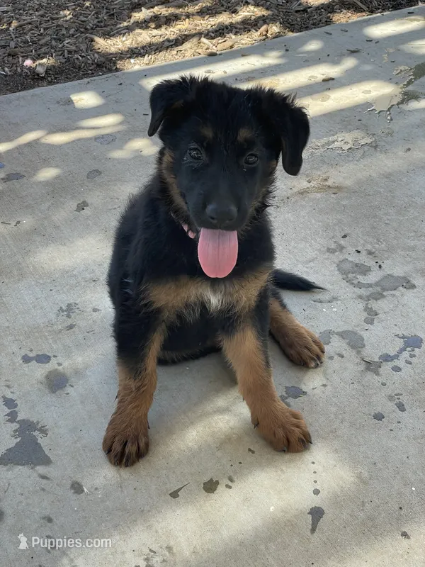 Pink Girl  – German Shepherd Dog puppy for sale in Menifee, CA