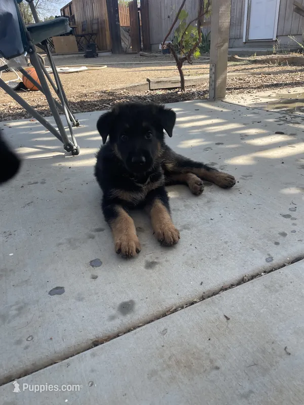 Purple Collar – German Shepherd Dog puppy for sale in Menifee, CA