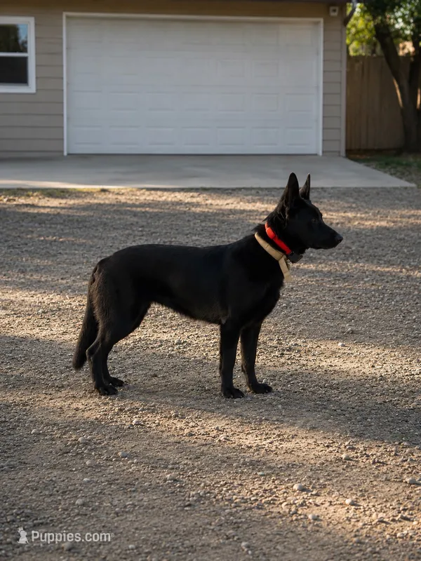 Lova – German Shepherd Dog puppy for sale in Menifee, CA