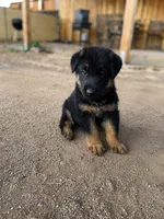 Purple Collar, a male German Shepherd Dog for sale in Menifee, CA – 2 of 6