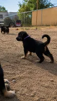 Purple Collar, a male German Shepherd Dog for sale in Menifee, CA – 1 of 6