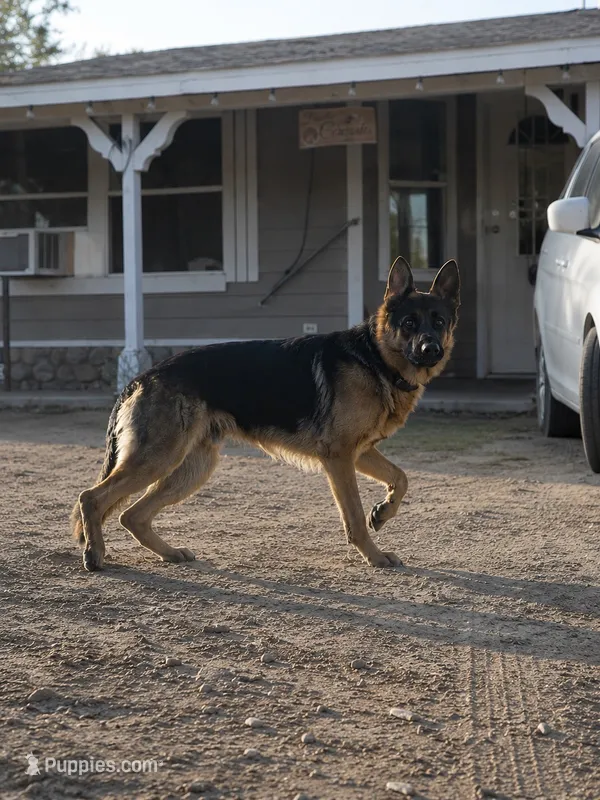 Tigger  – German Shepherd Dog puppy for sale in Menifee, CA