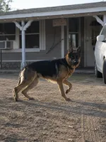 Pink Girl , a female German Shepherd Dog for sale in Menifee, CA – 4 of 5