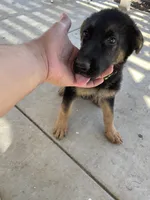 Yellow Girl, a female German Shepherd Dog for sale in Menifee, CA – 2 of 6