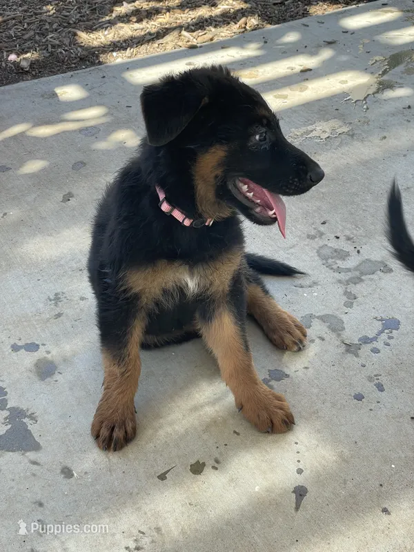 Girl  – German Shepherd Dog puppy for sale in Menifee, CA