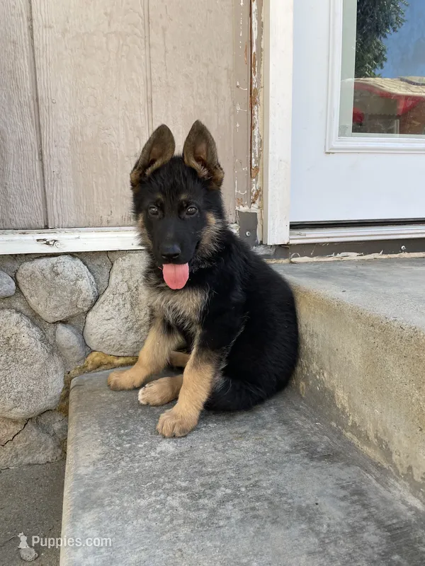 Orange Girl – German Shepherd Dog puppy for sale in Menifee, CA