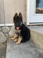 Orange Girl, a female German Shepherd Dog for sale in Menifee, CA – 1 of 2