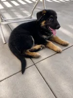 Blue Boy, a male German Shepherd Dog for sale in Menifee, CA – 3 of 7