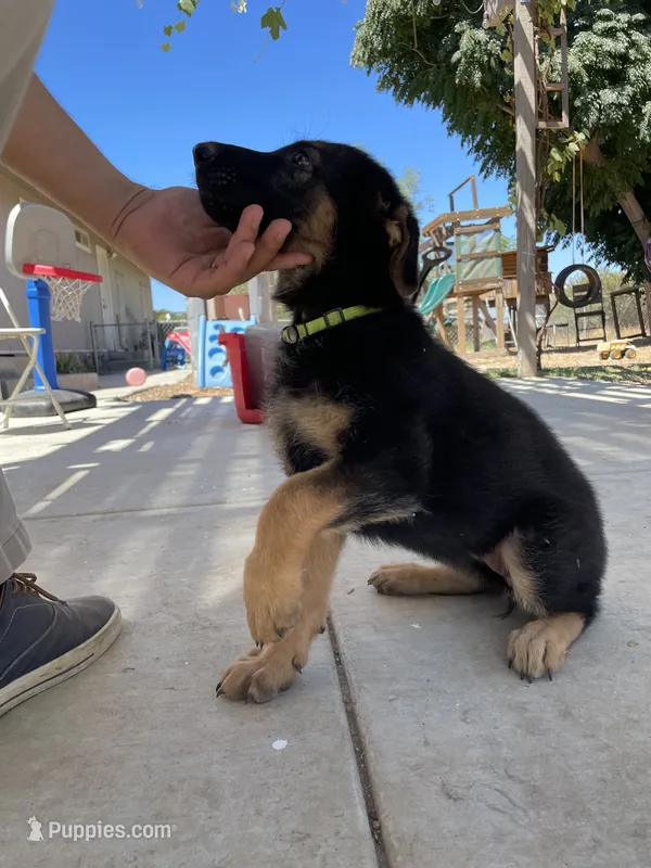 Yellow Girl – German Shepherd Dog puppy for sale in Menifee, CA