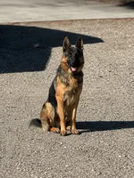 Blue Boy, a male German Shepherd Dog for sale in Menifee, CA – 6 of 7
