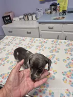 STELLA GRACE, a female Miniature Dachshund for sale in Newberry, SC – 4 of 7