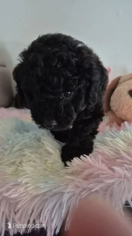 Axel – Poodle - Toy  puppy for sale in Newberry, SC