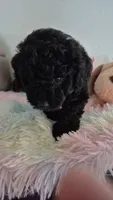 Axel, a male Poodle - Toy  for sale in Newberry, SC – 1 of 5
