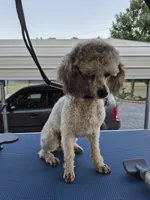 Lila, a female Poodle - Toy  for sale in Newberry, SC – 10 of 10