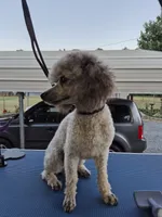Lila, a female Poodle - Toy  for sale in Newberry, SC – 7 of 10