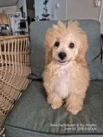 Fozzie Bear, a male Poodle - Toy  for sale in Newberry, SC – 2 of 4