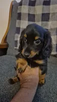 Tater, a male Dachshund for sale in Newberry, SC – 5 of 10