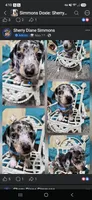 Joseph, a male Miniature Dachshund for sale in Newberry, SC – 8 of 8