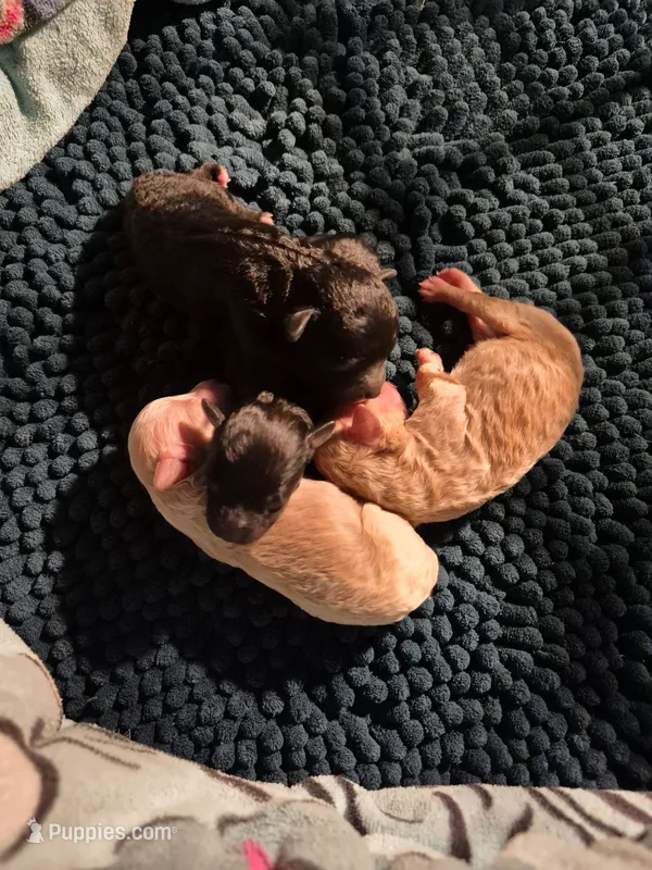 Axel – Poodle - Toy  puppy on hold in Newberry, SC