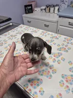 Stetson, a male Miniature Dachshund for sale in Newberry, SC – 3 of 7