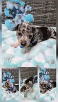 Joseph, a male Miniature Dachshund for sale in Newberry, SC – 6 of 8