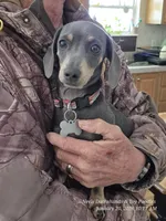 Ellie Rose, a female Miniature Dachshund and Miniature Bernedoodle for sale in Newberry, SC – 3 of 6