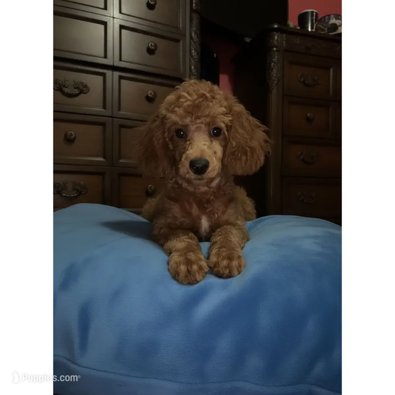 Jaz – Poodle - Toy  puppy for sale in Newberry, SC