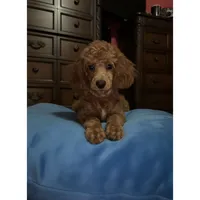 Jaz, a male Poodle - Toy  for sale in Newberry, SC – 1 of 3