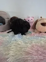 Axel, a male Poodle - Toy  for sale in Newberry, SC – 5 of 5