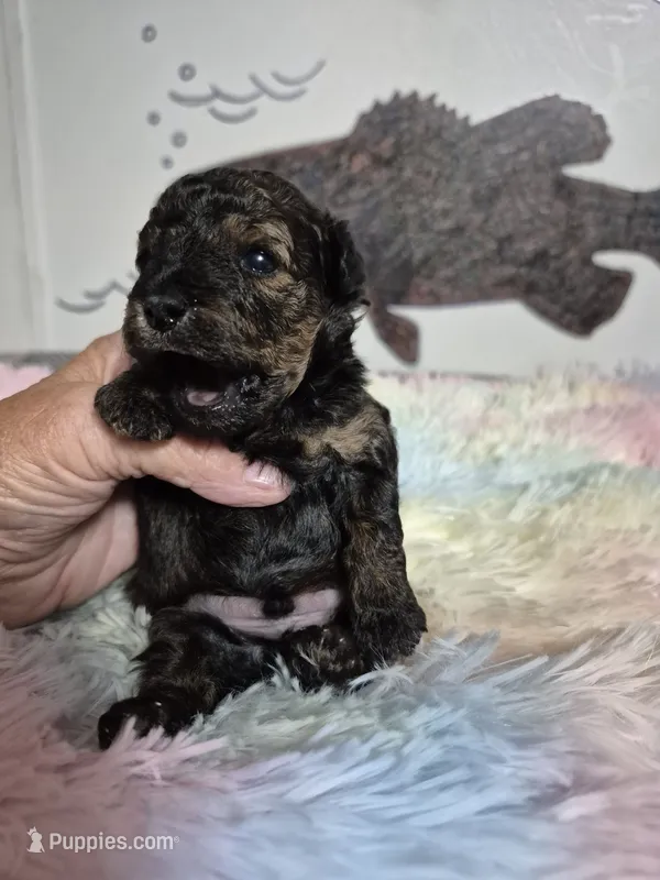 Auggie – Poodle - Toy  puppy for sale in Newberry, SC