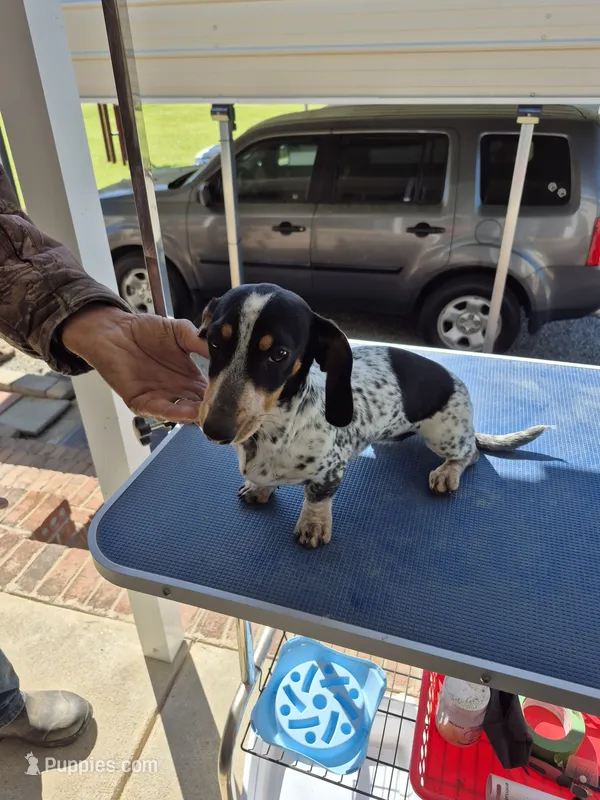 Dottie – Dachshund puppy for sale in Newberry, SC