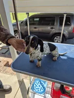 Dottie, a female Dachshund for sale in Newberry, SC – 1 of 5